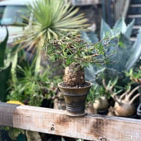 gurakirisu 盆栽風仕立て | GN PLANT