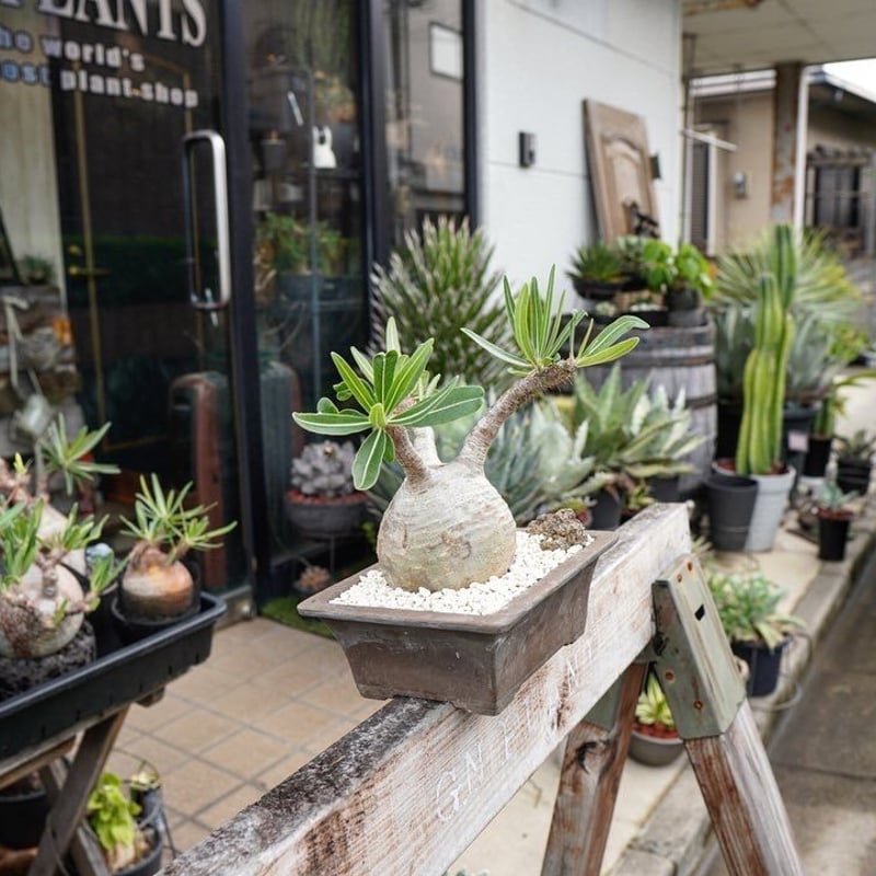 パキポディウム グラキリス 盆栽風 gurakirisu 盆栽風仕立て | GN PLANT