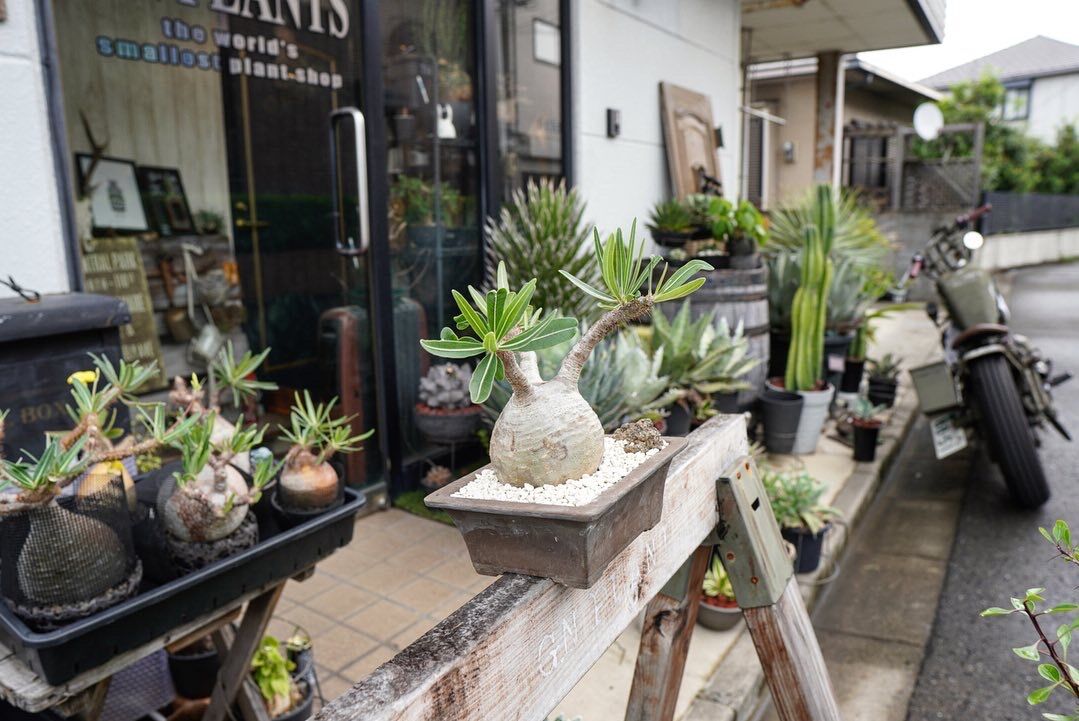 fit=scale-down,w=1200