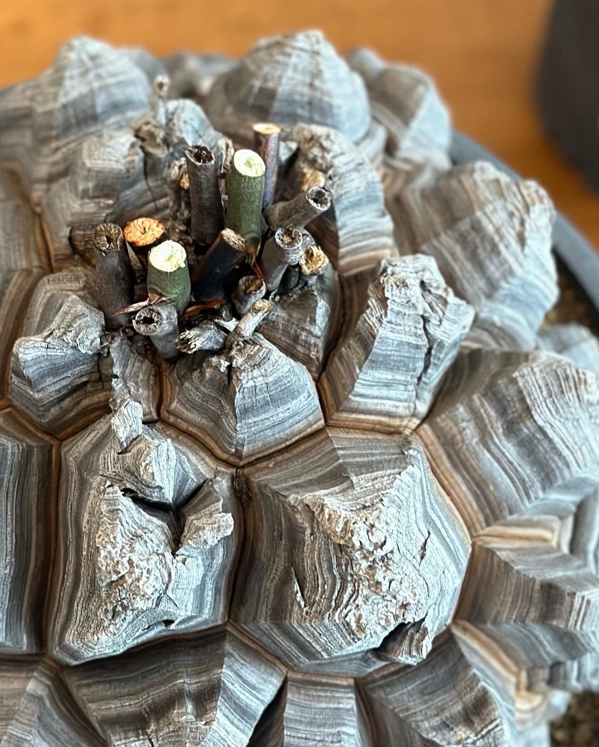 【極上】バキバキ亀甲竜 良型 将来有望株 アフリカ亀甲竜 直径6cm 観葉植物 アフリカ亀甲竜」の人気商品一覧 | 安い商品を通販サイトから