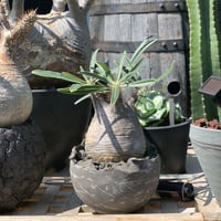 gurakiris collection