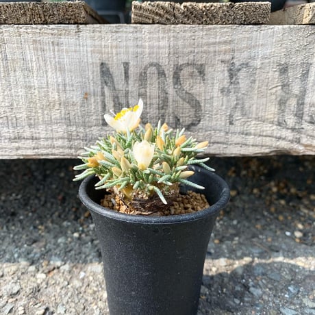 abonia arusutoni 白花