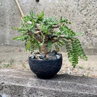 bosuwheria negurekuta special