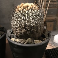 コピアポ現地球