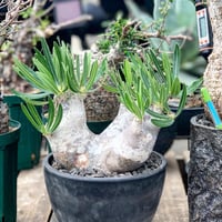 inopinatumu collection