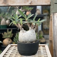 gurakirisu daburuheddo