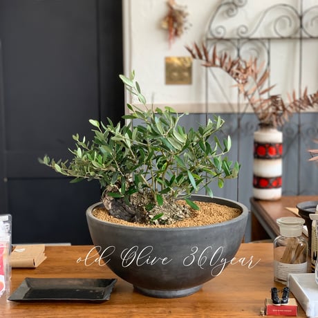 OLD Olive オールドオリーブ オールドオリーブ | STORES