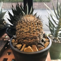 コピアポ現地球
