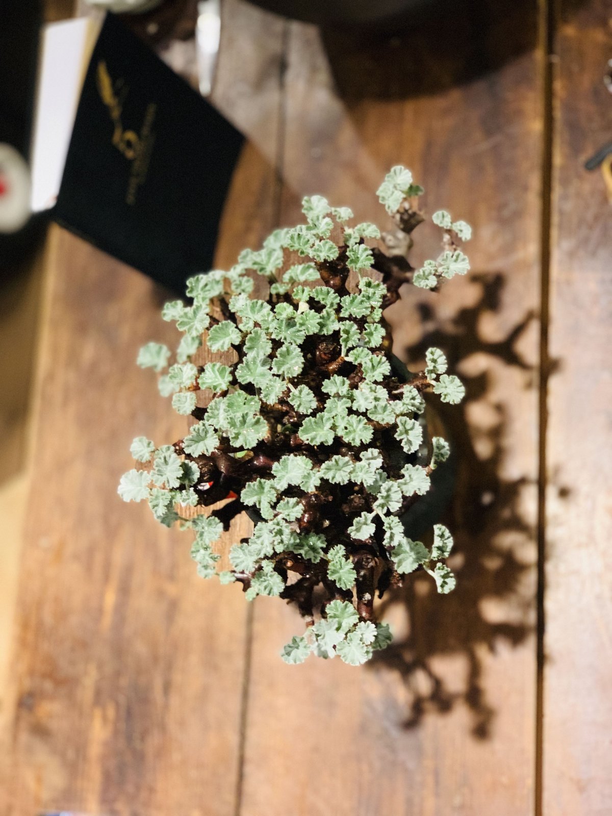 ペラゴニウム　ミラビレ ペラルゴニウム ミラビレ | GN PLANT