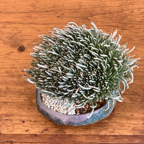 abonia kuinaria