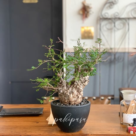 Dream Plants ٩(❛ᴗ❛)۶専用 Dream Plants ٩(❛ᴗ❛)۶専用 Dream Plants ٩(❛ᴗ❛)۶専用