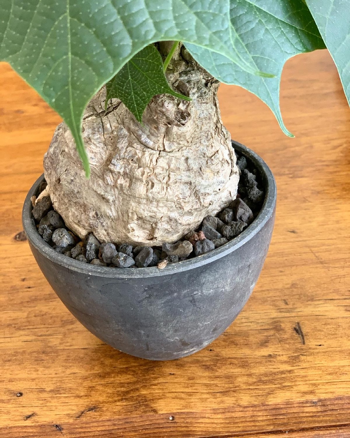 Firmiana kororata | GN PLANT