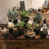 最近の入荷♪
