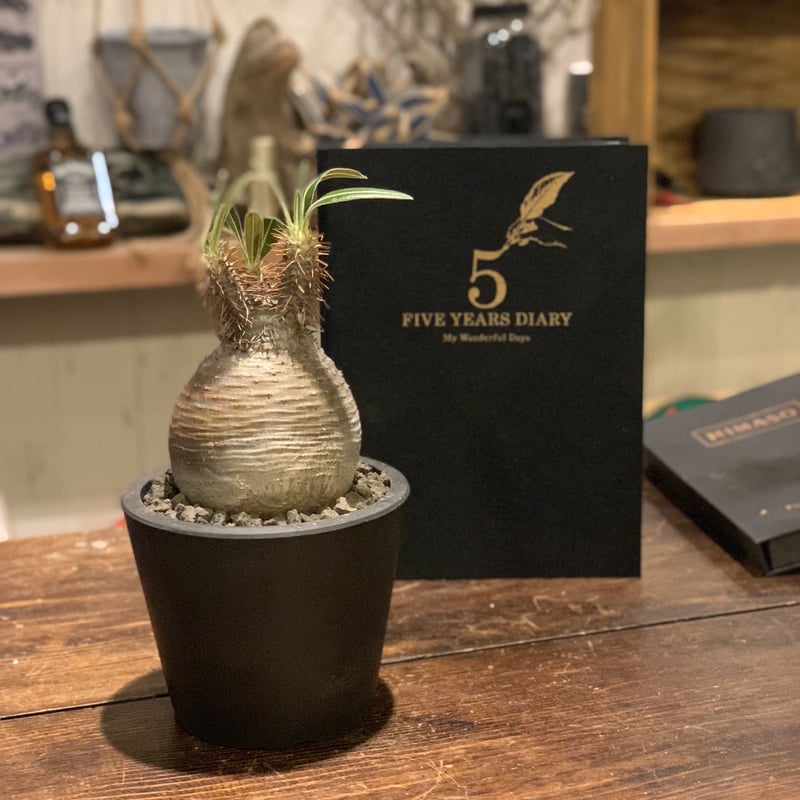 まん丸グラキリス | GN PLANT