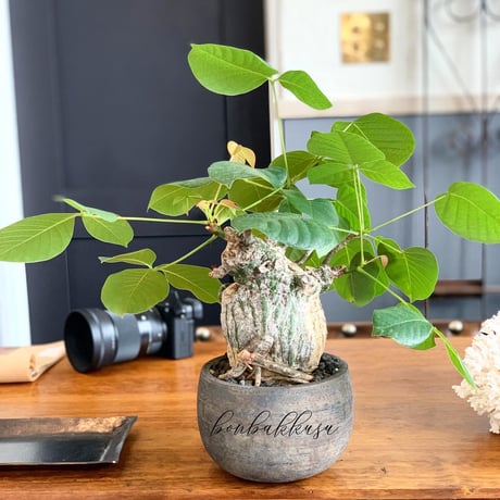 STORES 塊根植物の検索結果