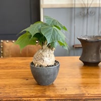 gurakirisu 盆栽風仕立て | GN PLANT
