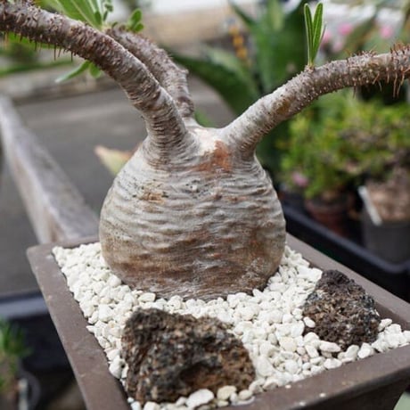 gurakirisu 盆栽風仕立て