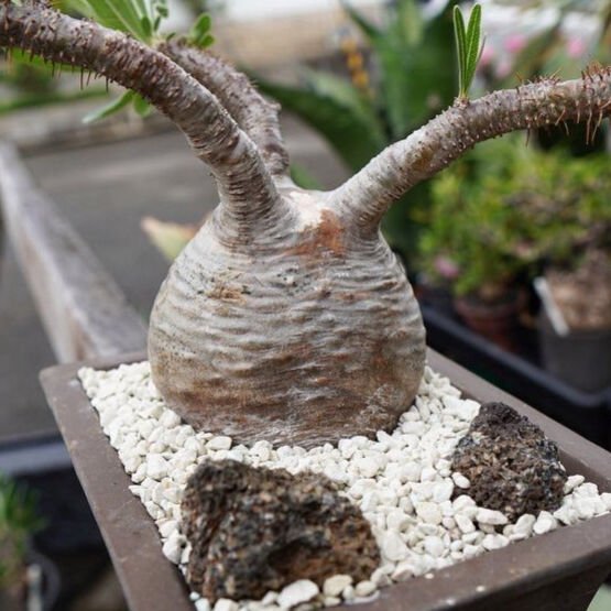 パキポディウム  グラキリス　盆栽仕立て　中株 パキポディウム・グラキリス/盆栽、多肉植物、塊根植物、観葉植物通販