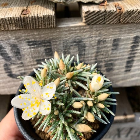 abonia arusutoni 白花