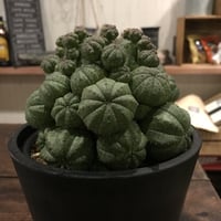 極上群生obesa
