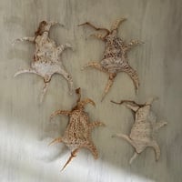 種水土花 水字貝