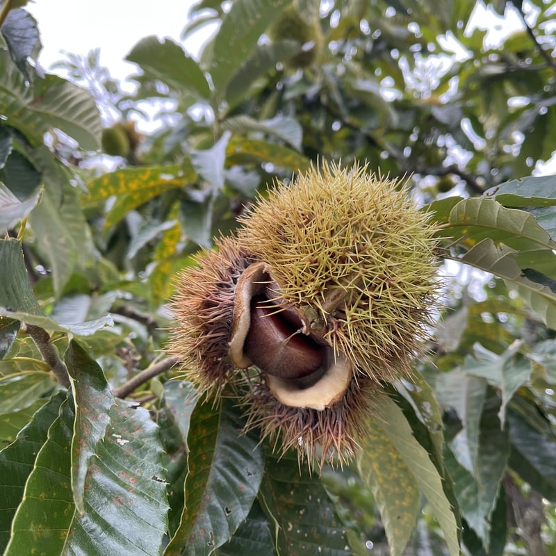 ジャム】 笠間の栗で作った栗ジャム Mサイズ100g | SCONEDOLPHIN