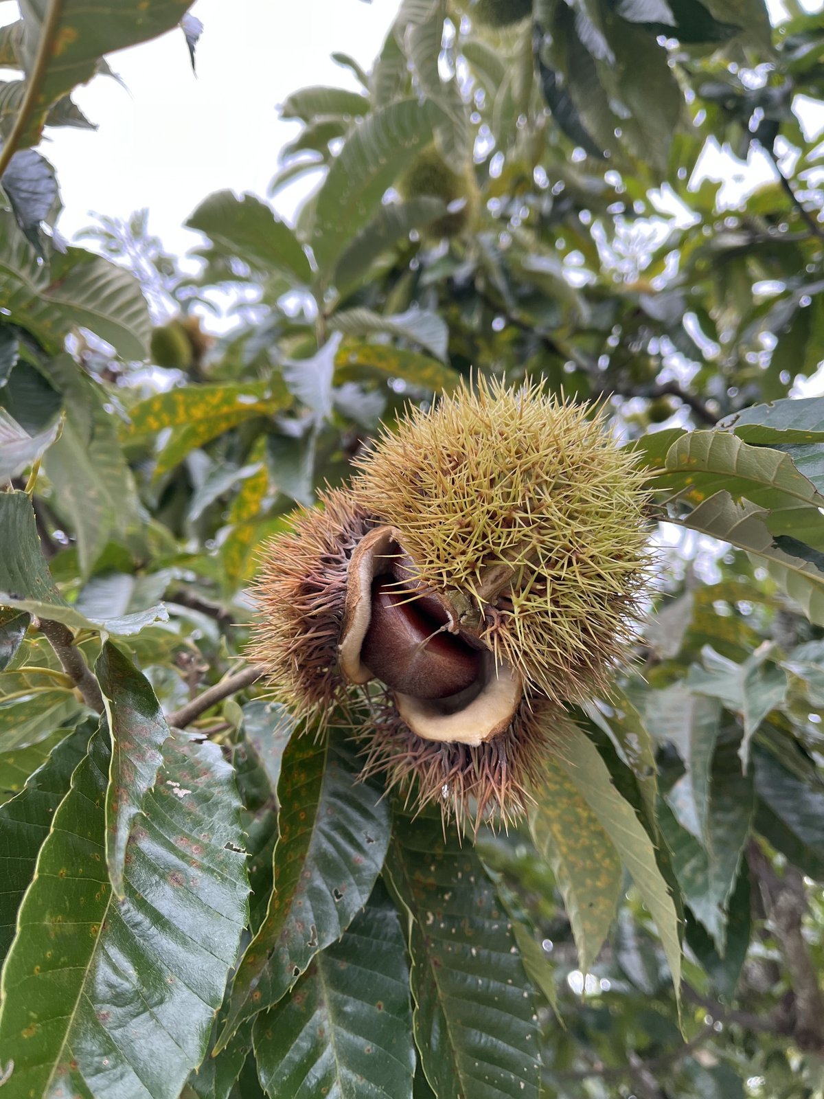 ジャム】 笠間の栗で作った栗ジャム Mサイズ100g | SCONEDOLPHIN