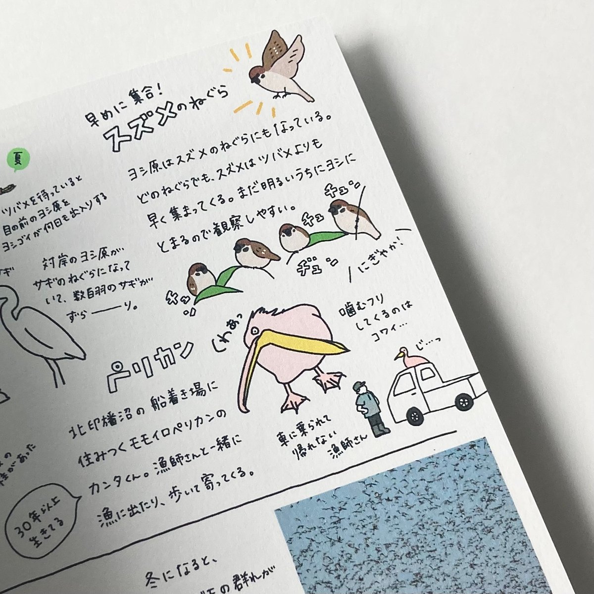 しまむらさき ZINE「つばめのねぐら探訪」 | もりのこと onlineshop