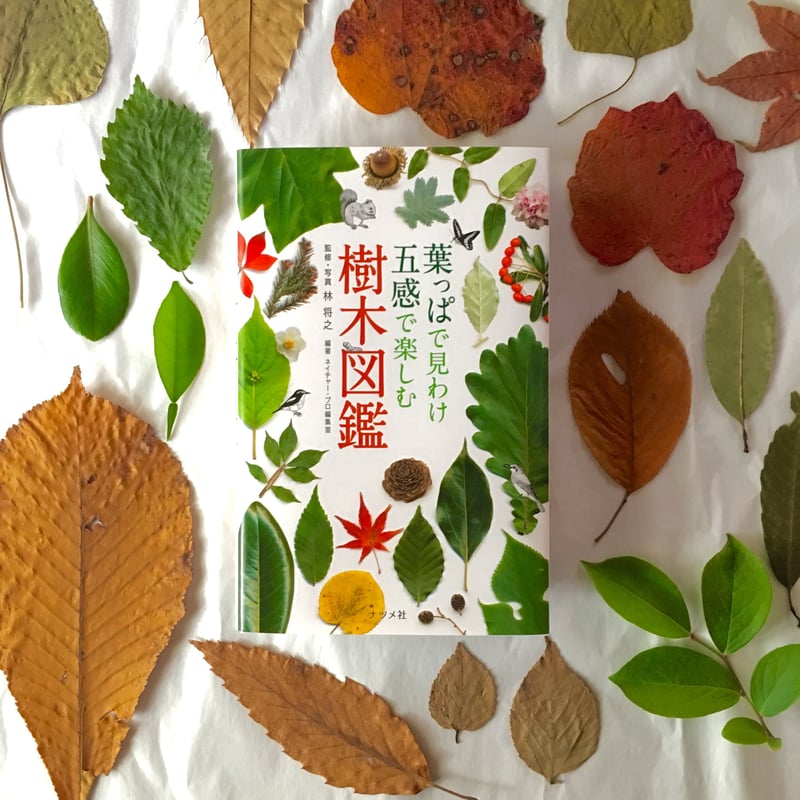 葉っぱで見わけ五感で楽しむ樹木図鑑 葉っぱで見わけ五感で楽しむ樹木図鑑 | ナツメ社
