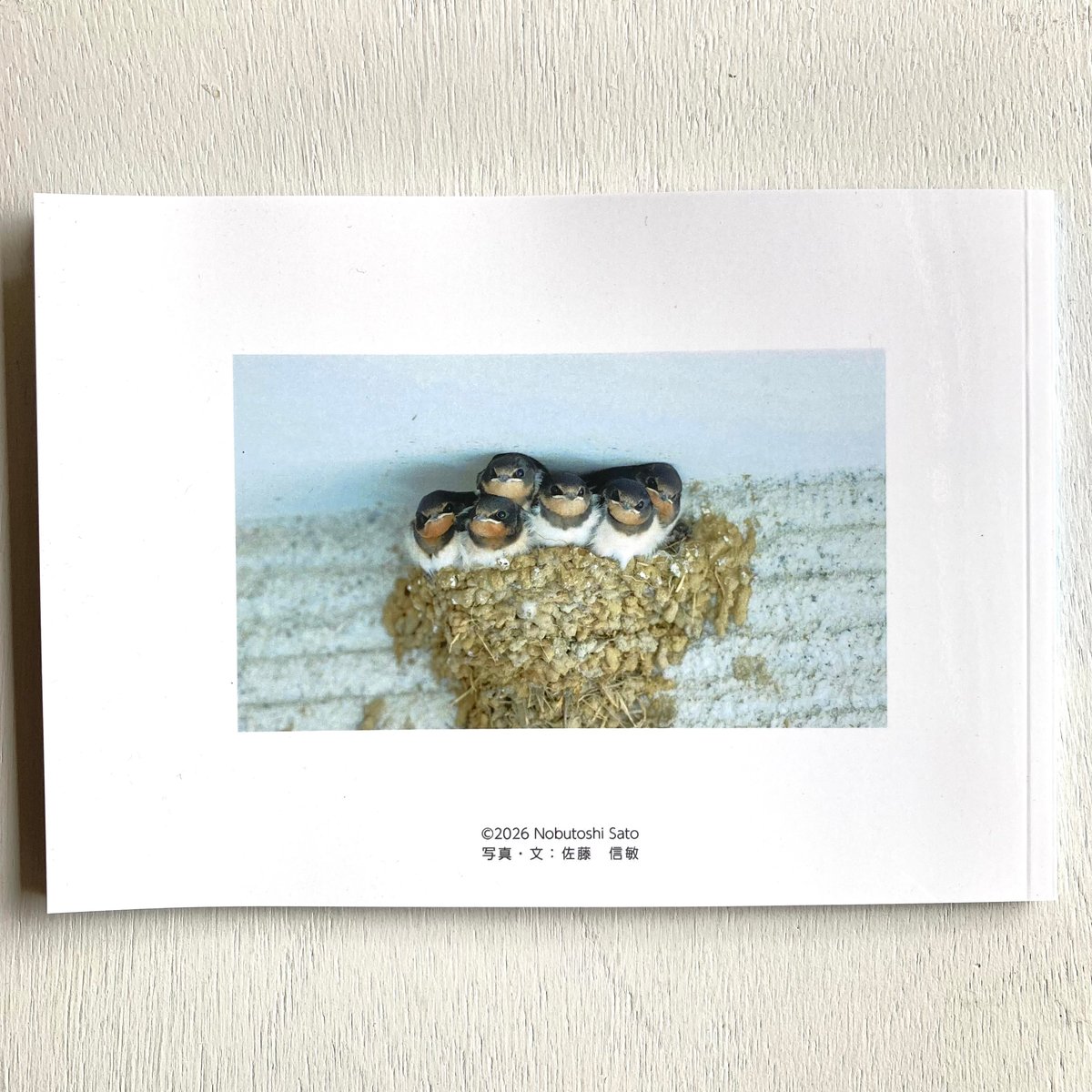 サイン本・写真絵本「ぼく とぶよ！」佐藤信敏 | もりのこと onlineshop