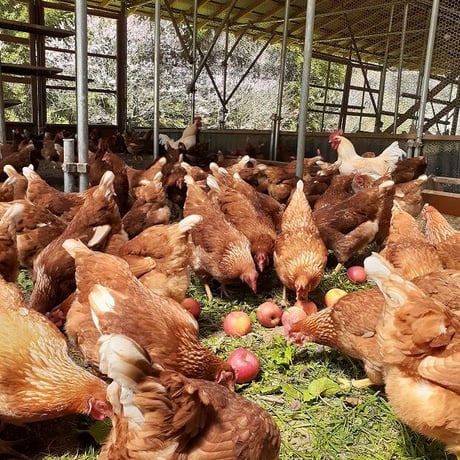 【他品購入時にセットで】国産飼料１００％で育った親鳥ソーセージ（無添加）1パック