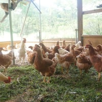 おーはし農園の平飼いたまご　60個