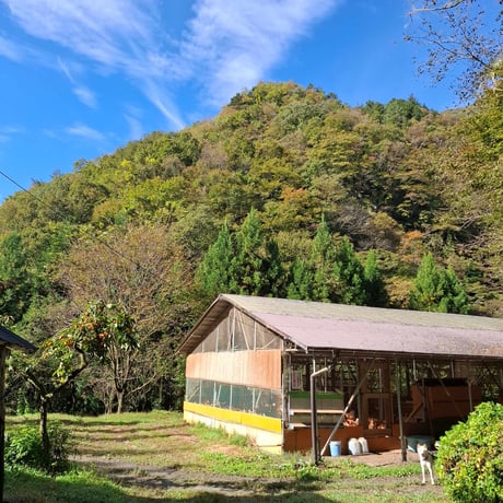 おーはし農園の平飼いたまご　30個