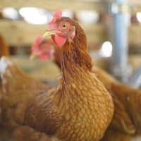 国産飼料100％で育った親鶏の丸鶏1羽分