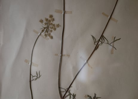 herbier no.2