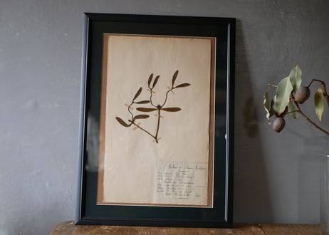Botanical ART 1929 　no.20
