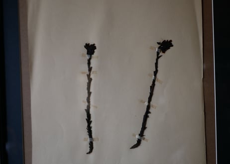 herbier no.8