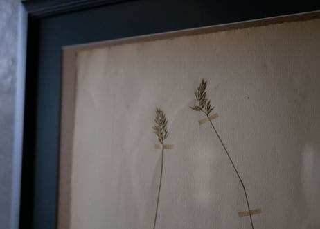 Botanical ART 1929 　no.16