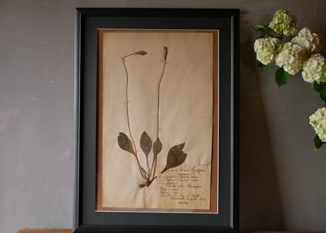herbier no.6