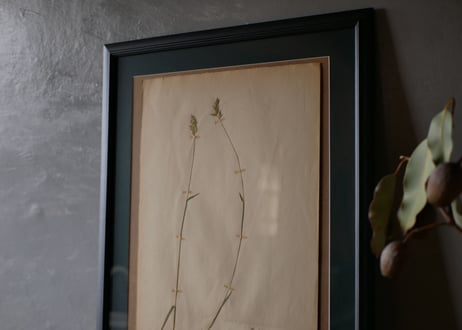 Botanical ART 1929 　no.16