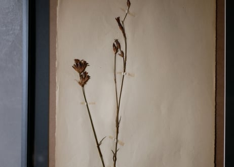 herbier no.10