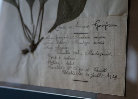 herbier no.6