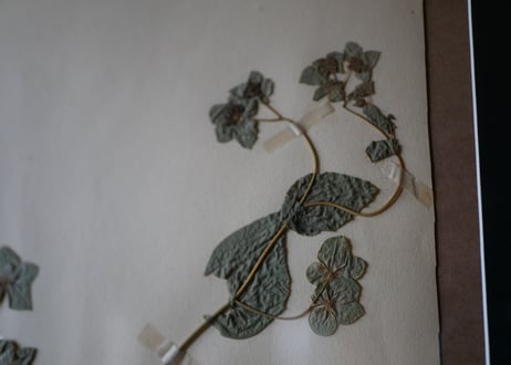 Botanical ART 1929 　no.19