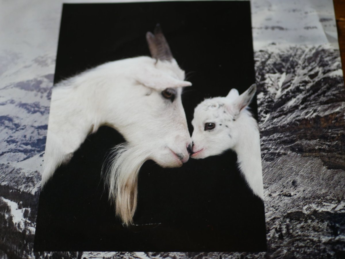 シュタイフ アンティーク ヤギ Steiff ”Mountain Sheep Snucki” シュタイフ アンティーク ヤギ Steiff ”Mountain Sheep Snucki”