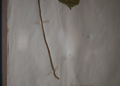 Botanical ART 1929 　no.18