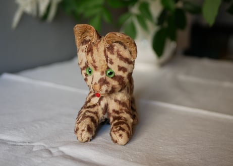 Cat from FRANCE