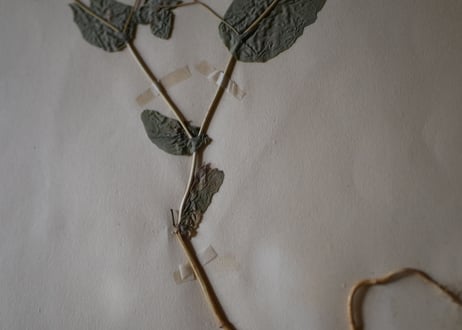 Botanical ART 1929 　no.19