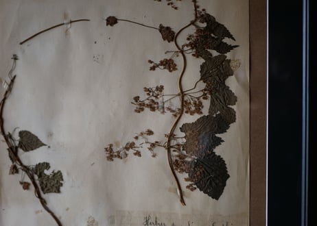 herbier no.3