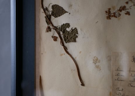 herbier no.3