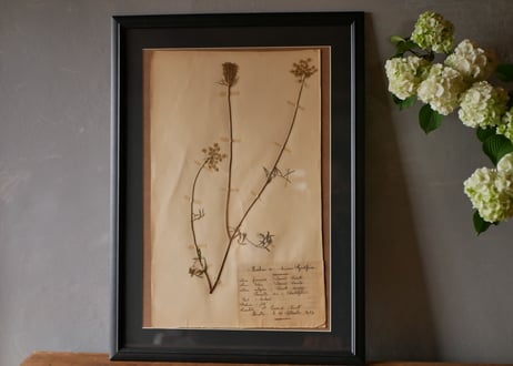 herbier no.2